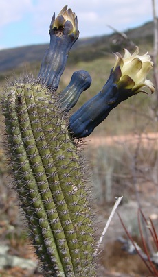 (Cipocereus minensis)