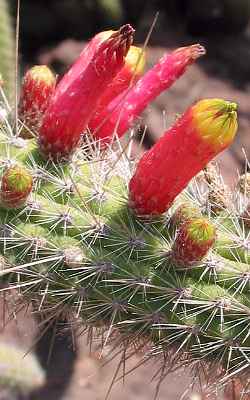 (Cleistocactus parapetiensis)