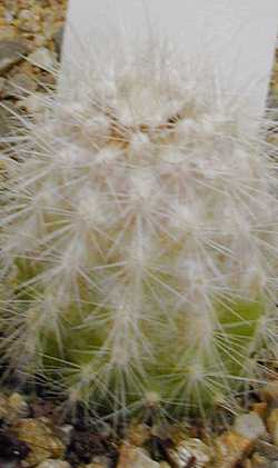 (Cleistocactus baumannii 'bruneispinus')