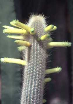 (Cleistocactus ritteri)