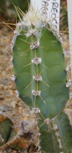 (Cleistocactus candelilla)