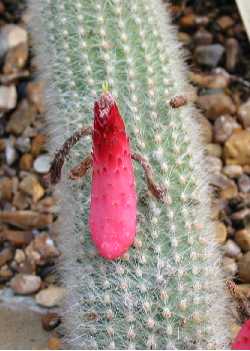 (Cleistocactus vulpis-cauda)