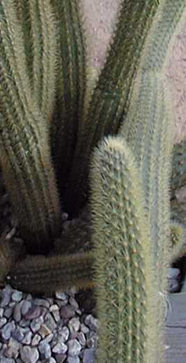 Golden Rat Tail(Cleistocactus winteri)