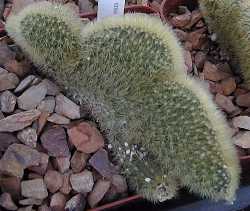 Golden Rat Tail(Cleistocactus winteri)