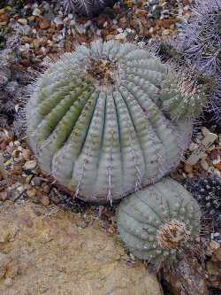 Copiapoa de Philippi(Copiapoa cinerea)