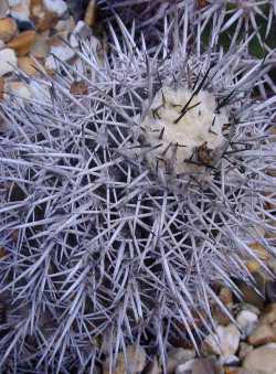 (Copiapoa echinata var. borealis )