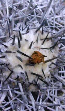 (Copiapoa echinata var. borealis )