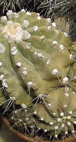 (Copiapoa grandiflora)