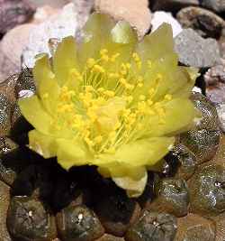 (Copiapoa hypogaea)