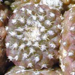 (Copiapoa laui)