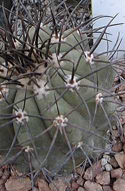 (Copiapoa calderana)