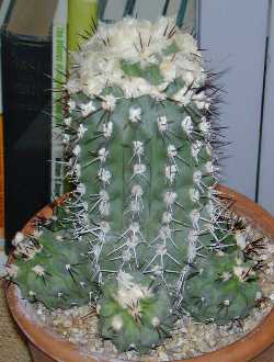 Copiapoa de Carrizal(Copiapoa malletiana)