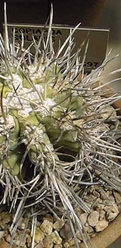 (Copiapoa solaris)