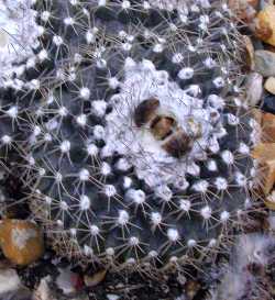 (Copiapoa tenuissima)