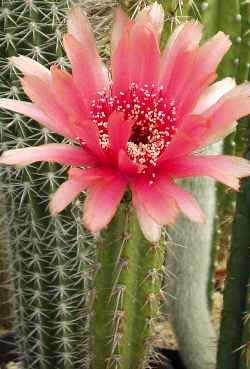 (Corryocactus melanotrichus)