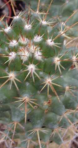 (Coryphantha octacantha)