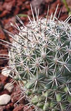 (Coryphantha clavata)