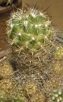 (Coryphantha delaetiana)