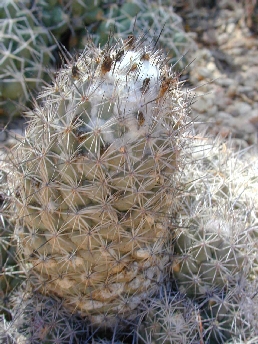 (Coryphantha durangensis)