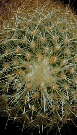 (Coryphantha erecta)