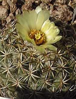 (Coryphantha pallida)