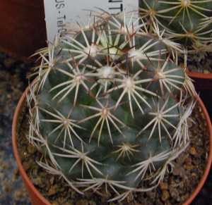 (Coryphantha compacta)