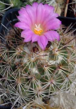 (Coryphantha pseudoechinus)