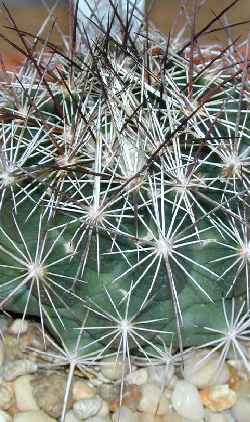 Big Bend Cory Cactus(Coryphantha ramillosa)