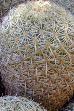 Golden Chested Beehive Cactus, Santa Cruz Beehive(Coryphantha recurvata)