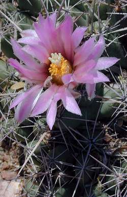 (Coryphantha macromeris ssp. runyonii )