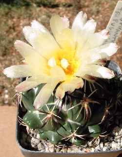 (Coryphantha tripugionacantha)