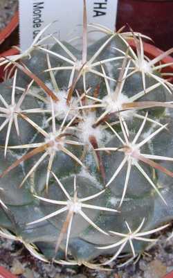 (Coryphantha vaupeliana)