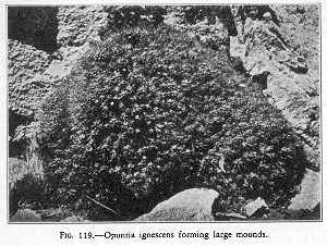 (Cumulopuntia ignescens)