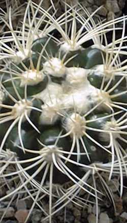 (Discocactus zehntneri var. albispinus )