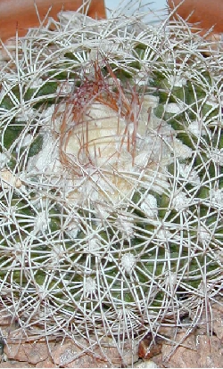 (Discocactus zehntneri)