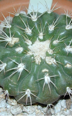 (Discocactus ferricola)