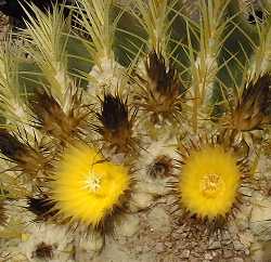 Golden Barrel(Echinocactus grusonii)