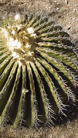 Biznaga Gigante(Echinocactus platyacanthus)