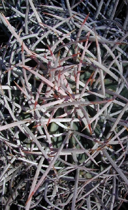 Cottontop Cactus(Echinocactus polycephalus)