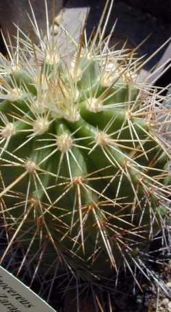 Giant Claret Cup(Echinocereus polyacanthus ssp. acifer )