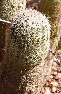 (Echinocereus reichenbachii ssp. armatus )