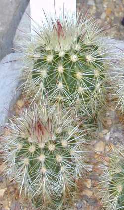 Brown-Spine Hedgehog(Echinocereus viridiflorus ssp. chloranthus )