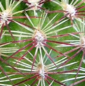 Brown-Spine Hedgehog(Echinocereus viridiflorus ssp. chloranthus )