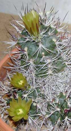 (Echinocereus viridiflorus ssp. davisii )