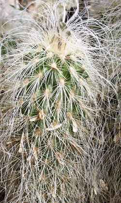 Viejitos(Echinocereus longisetus ssp. delaetii )