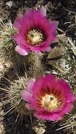 Robust Hedgehog(Echinocereus fasciculatus)