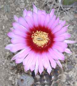 (Echinocereus reichenbachii ssp. fitchii )