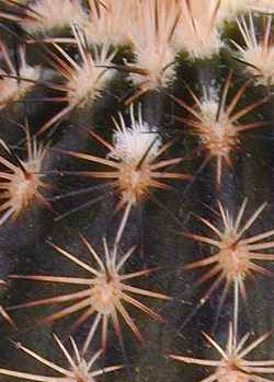 (Echinocereus reichenbachii ssp. fitchii )