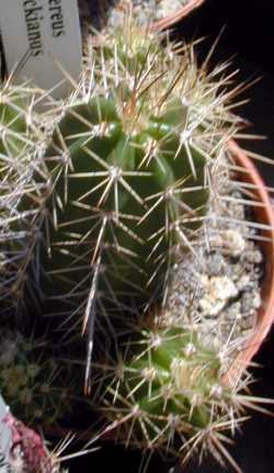 (Echinocereus scheeri ssp. gentryi )