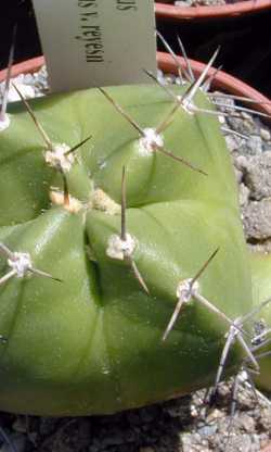 Peyote Verde(Echinocereus knippelianus)